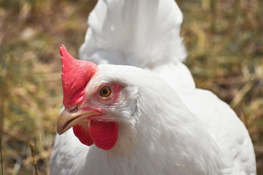 It is estimated that up to 16% of broilers in a given farm are lame. Photo: Canva