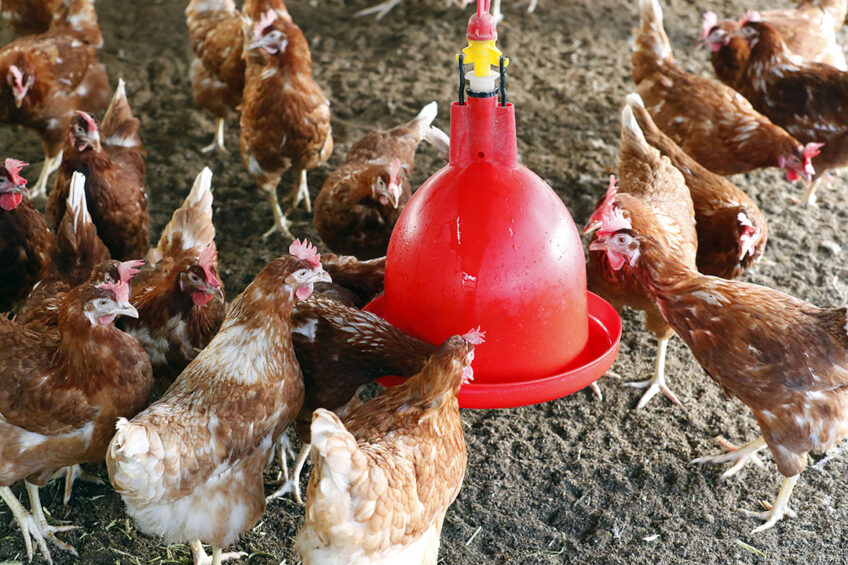 Single-cell protein (SCP) can be used as an alternative to conventional protein sources in poultry nutrition. Photo: Bert Jansen