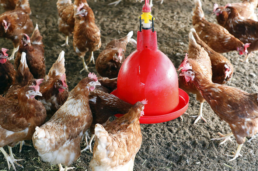 new research topics in poultry nutrition