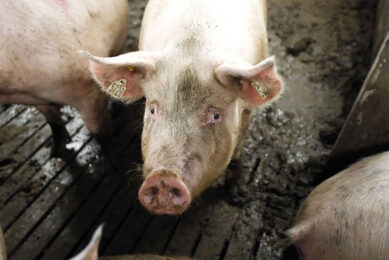 Amino acid supplementation can be a beneficial tool for improving pig gut health.