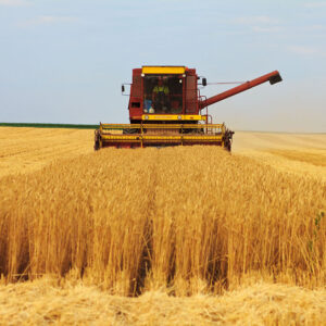 The harvest has started in Australia and soon the volumes will also increase there. Photo: Canva
