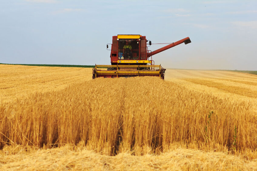 The harvest has started in Australia and soon the volumes will also increase there. Photo: Canva
