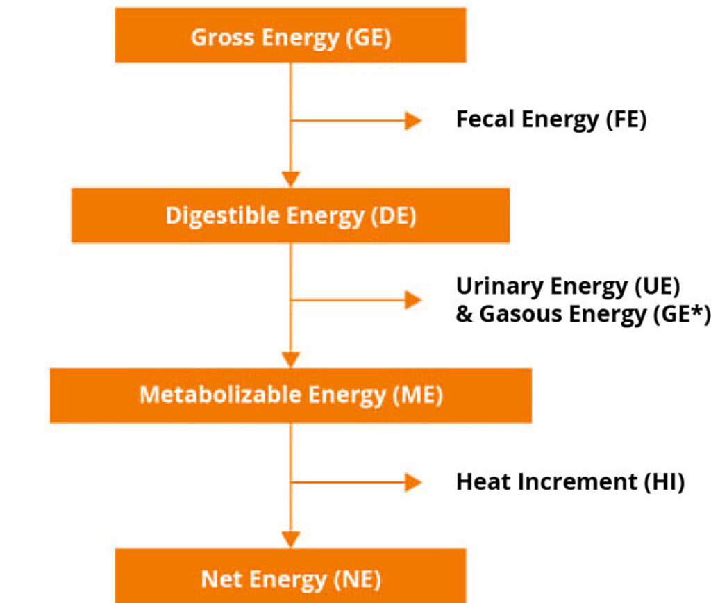 Net Energy: The next big leap in poultry nutrition - All About Feed