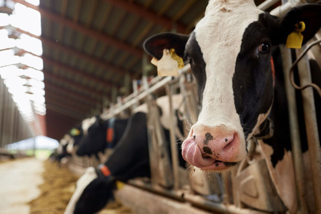 “Bovaer is a game changer for dairy farming”