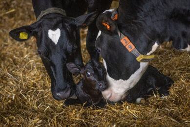 It is critical to monitor the nutritional needs during each stage of transition; far-off dry cows, close-up dry cows, and fresh dairy cows. Photo: Koos Groenewold