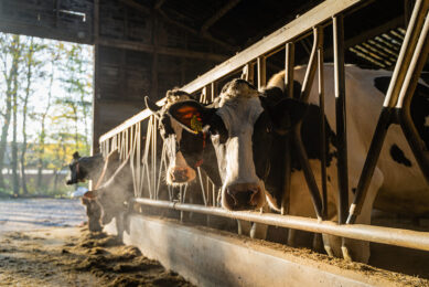 Research shows that feed heat treatment can increase milk yield and the percentages of milk fat and protein.