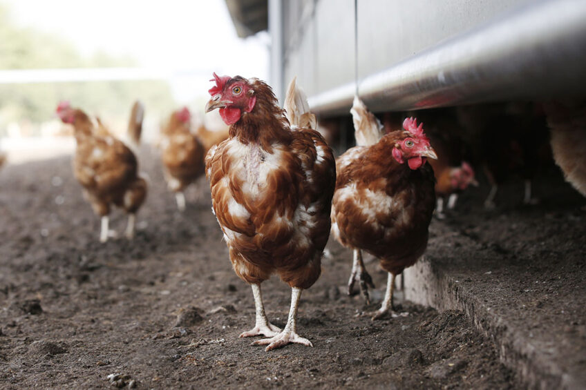 Studies show that dietary RSO supplementation has a beneficial effect on the productive performance of laying hens. Photo: Ton Kastermans