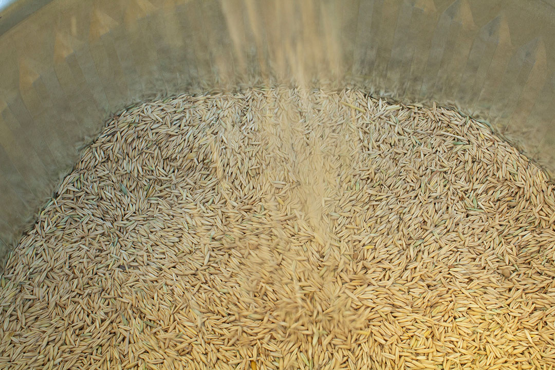 As demand for commonly used feed ingredients for poultry diets soars, alternative - less costly - ingredients such as oats grain, barley, rapeseed, and sunflower meal are increasingly used. Photo: Shutterstock