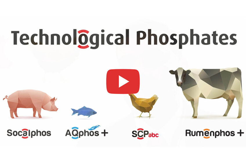 Video: Digestible phosphorus and iron specialists