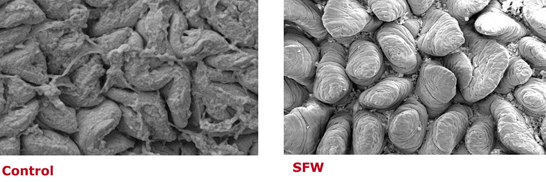 Alltech SFW programme improves the structure of the intestinal tract to aid nutrient absorption and utilisation. Photo: Alltech