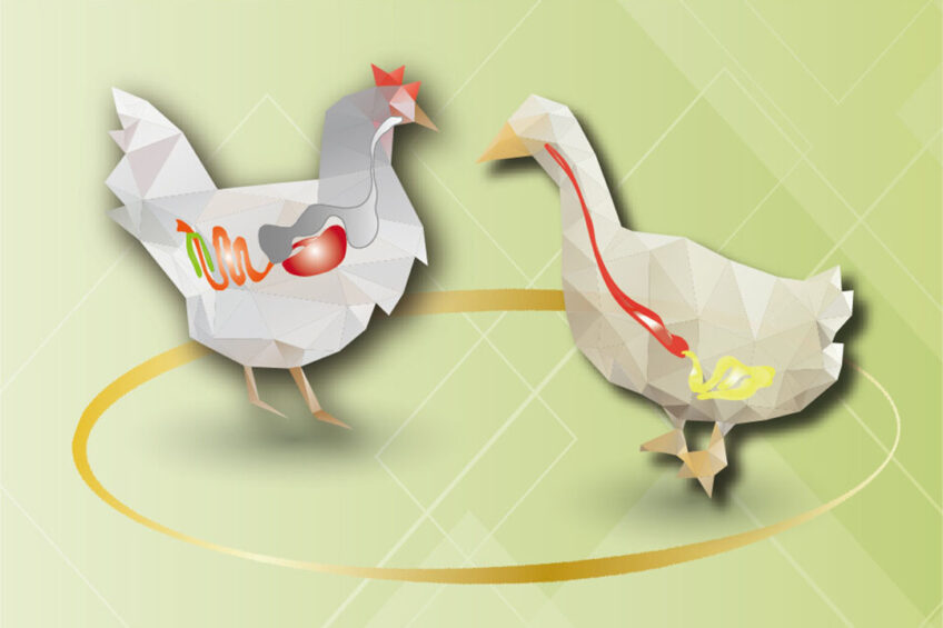 Optimising gut health in poultry with BSFP