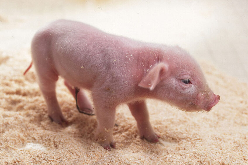 C. perfringens type A infection is typical for piglets during the first days of life. Photo: Mark Pasveer