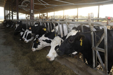 A study assessed the impact of supplying bile acid on the production efficiency of transition dairy cows. Photo: La Chance Group