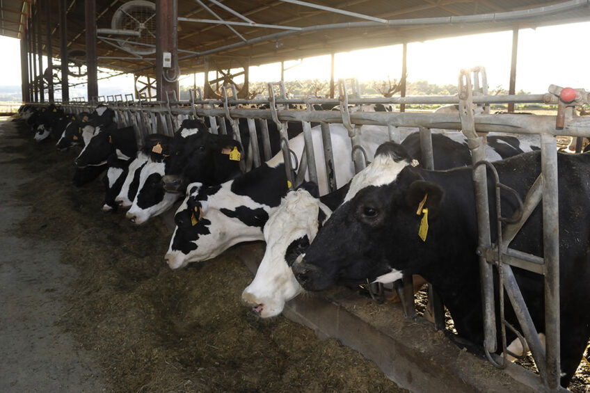 A study assessed the impact of supplying bile acid on the production efficiency of transition dairy cows. Photo: La Chance Group