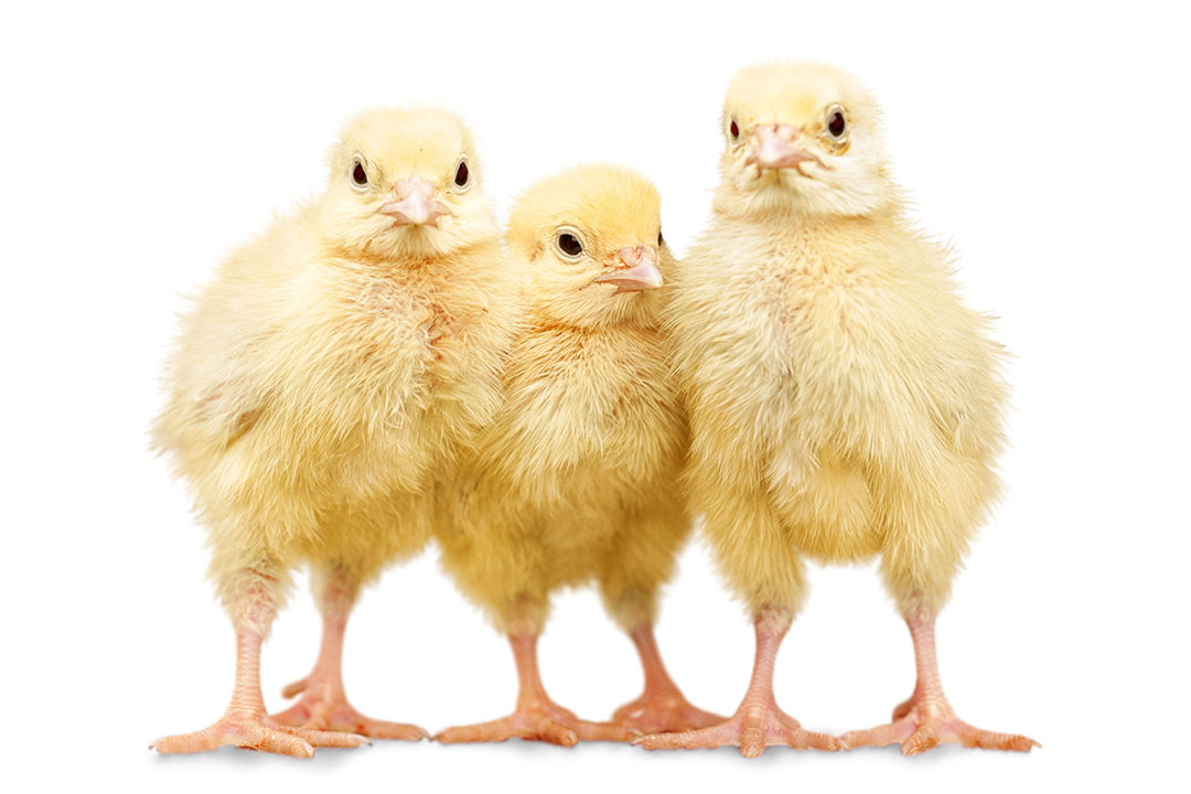 Net Energy: The next big leap in poultry nutrition