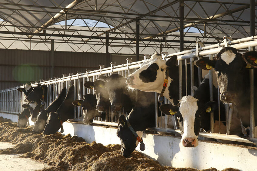 Molasses continues to form the backbone of most liquid feed formulations for cattle. However, rising energy costs, along with the widening premiums attached to ethanol produced from sugarcane is intensifying competition. Photo:  Hans Prinsen