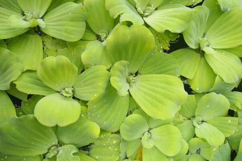 Duckweed is an aquatic plant of the family Lemnaceae and is a rich source of protein and also contains cell wall materials. Photo: Canva