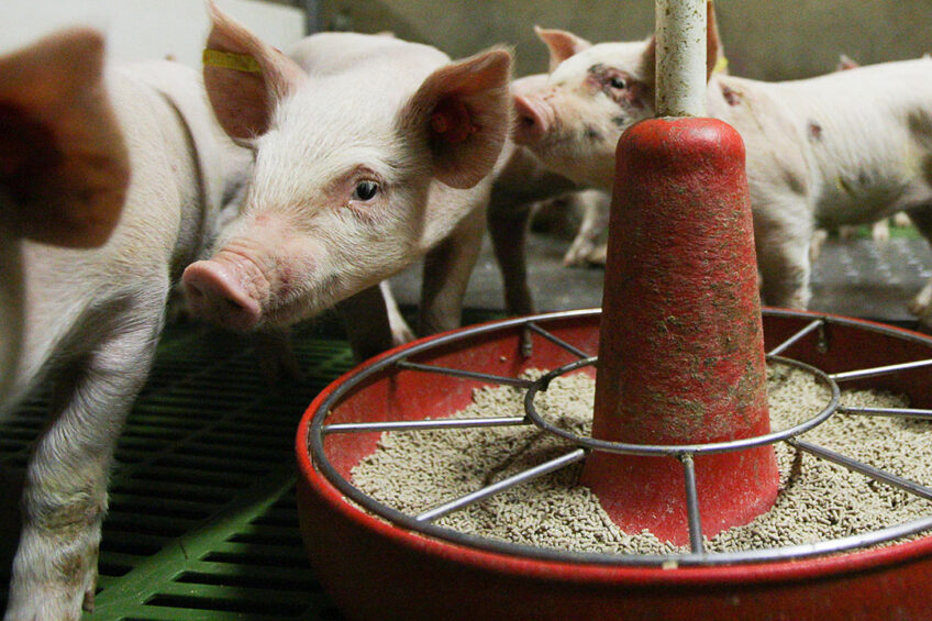 In recent Spanish research, 24 weaned pigs were involved in a trial to see whether dietary SDP supplementation would influence ASF vaccine efficiency.  Photo: Ronald Hissink