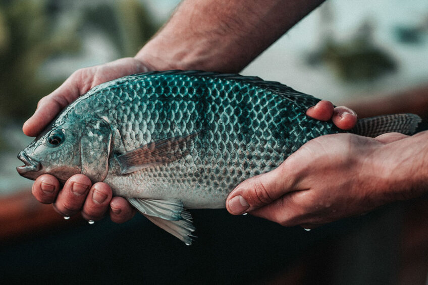 Research suggest that dietary inclusion of a microalgae mix in the diet of Tilapia fish promotes health and performance. Photo: Shutterstock