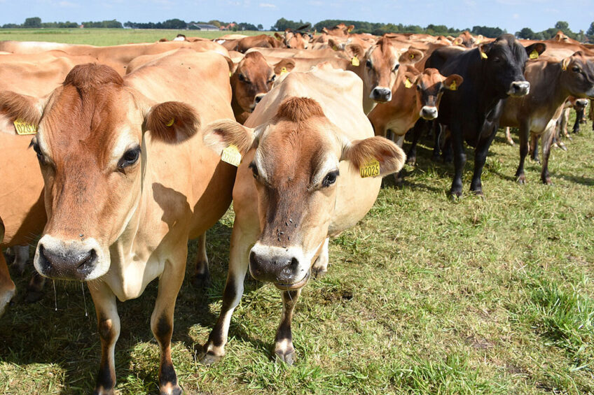 Jersey’s Minister for the Environment, Deputy Jonathan Renouf, said: “We don’t yet know, for sure, what has caused this devastating loss of so many of this dairy herd." Photo: Chris McCullough