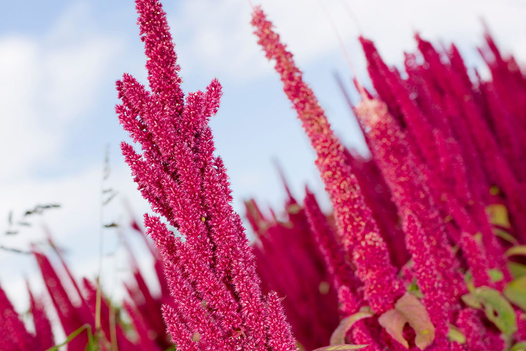 New tech to make amaranth more attractive for feed producers - All ...