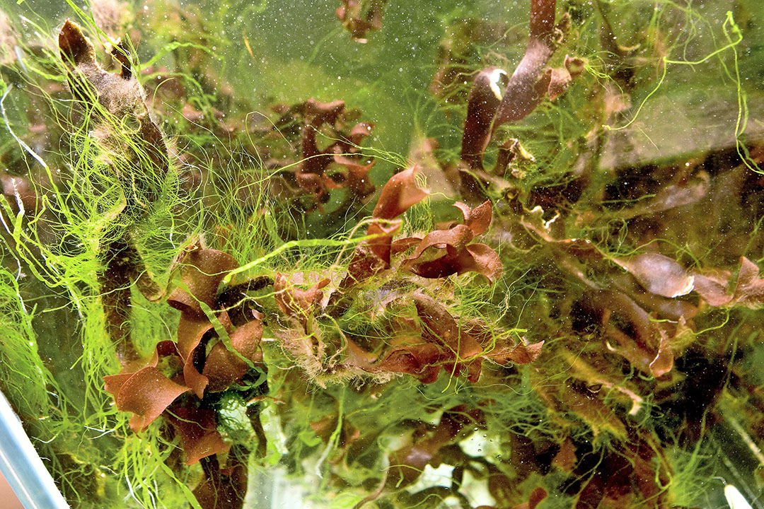 The study included 2 different seaweed species, a green seaweed species called Ulva laetevirens, and the second a red seaweed species called Solieria chordalis. Photo: Koos Groenewold