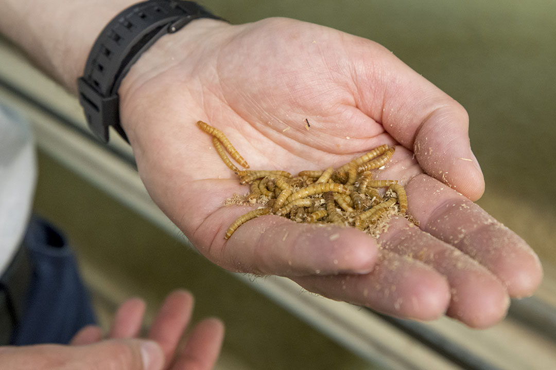 Feeding insects to farmed animals resonates well with consumers but they want to be properly informed. Photo: Koos Groenewold