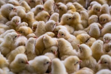 Studies suggest that glycine could be a critical nutrient in maintaining intestinal barrier function and antioxidant capacity in heat-stressed broilers.