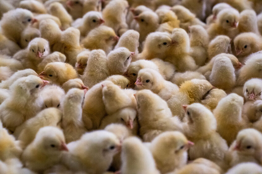 Studies suggest that glycine could be a critical nutrient in maintaining intestinal barrier function and antioxidant capacity in heat-stressed broilers.