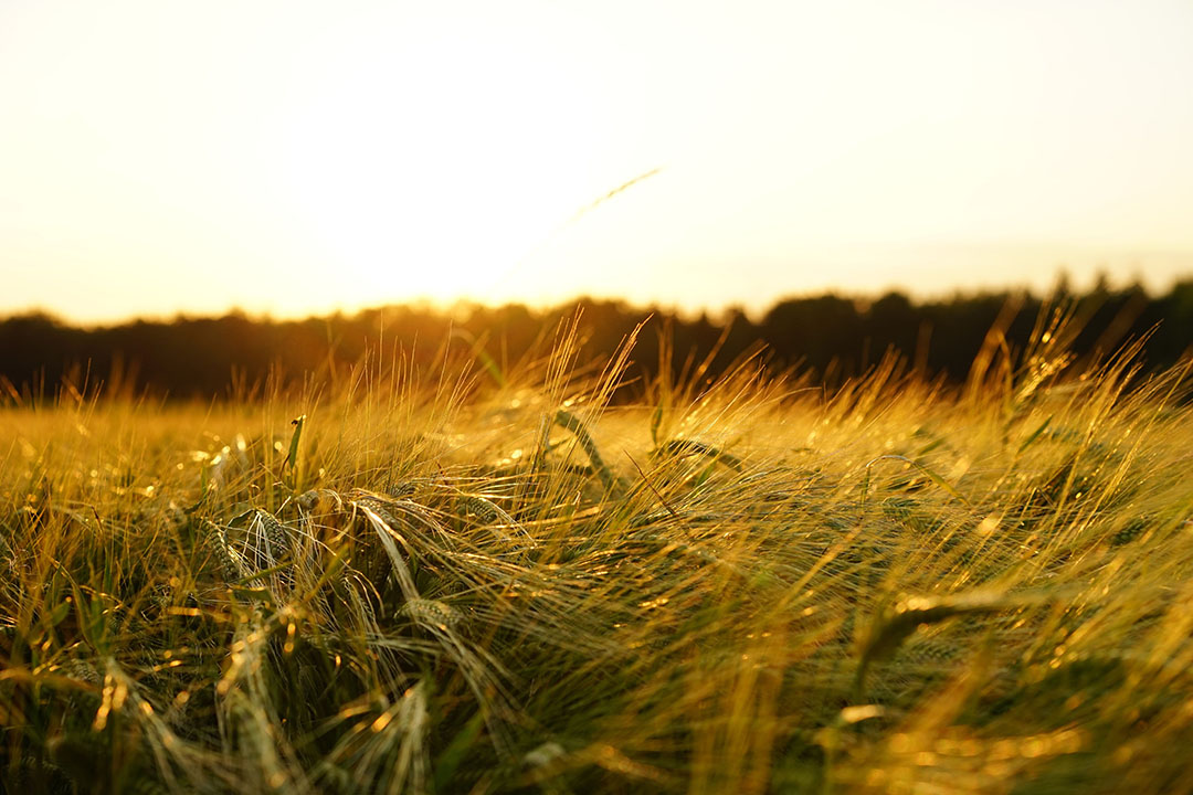 Until the Russian invasion, Ukraine was a global superpower, especially in the export of sunflower oil, barley, maize and wheat. Photo: Canva