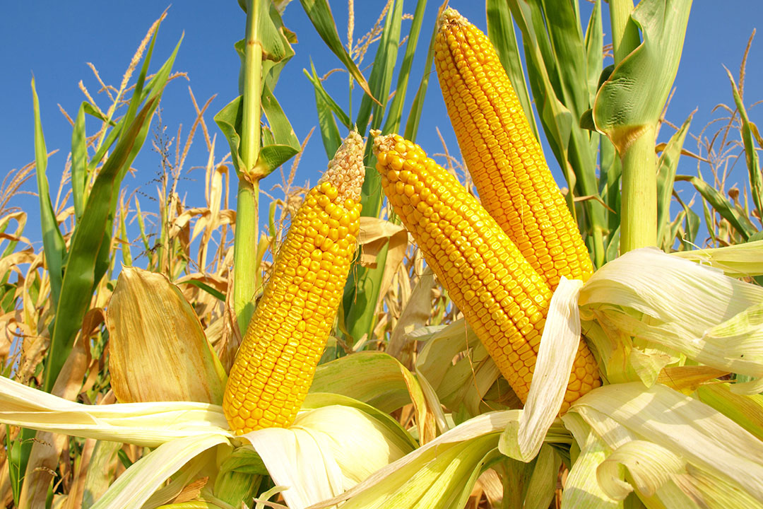 Corn Prices Supported By Chinese Demand All About Feed corn-prices-supported-by-chinese-demand-all-about-feed
