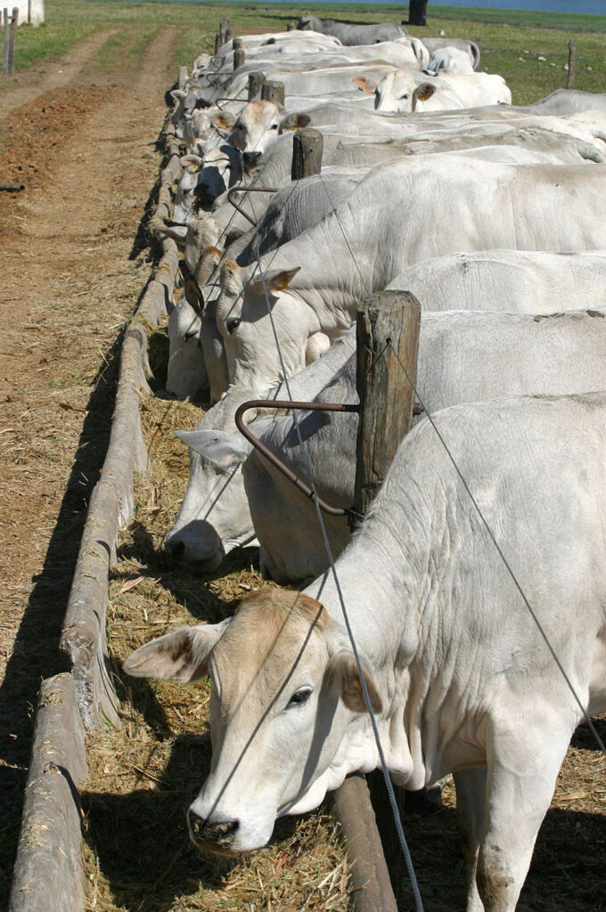 Brazil’s feed sector