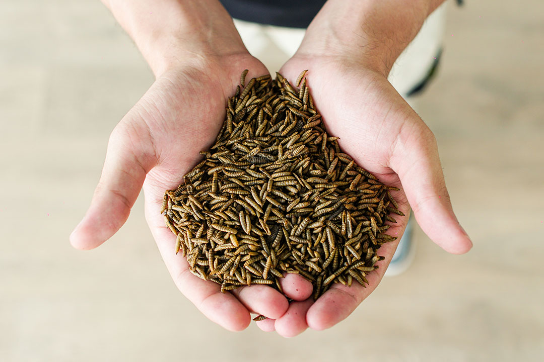 The start-up aims to begin with supplying protein from black soldier flies to animal feed and pet food manufacturers. In 2023, the company will launch its first production site in Vietnam. Photo: Flyfeed