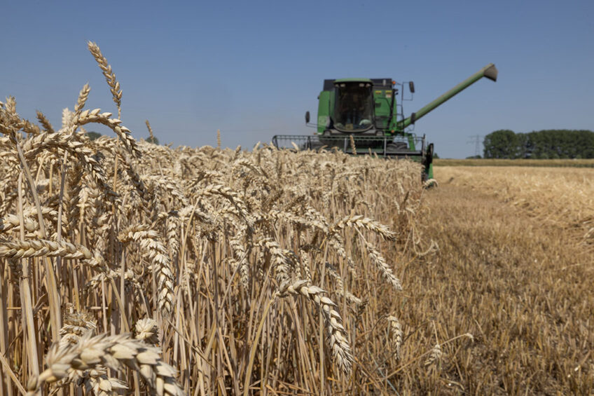 DON contamination continues to plague agricultural commodities around the globe. Photo: Peter Roek