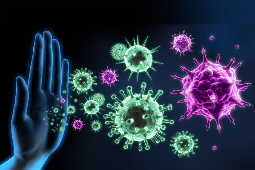 Low mycotoxin doses were found to induce an inflammatory response, while elevated levels induced immunosuppression.