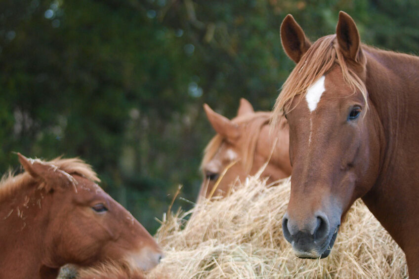 As herbivores, horses are continuously exposed to various mycotoxins and as post-gastric fermenters, they are susceptible to mycotoxins as monogastric animals.  Photo: Canva