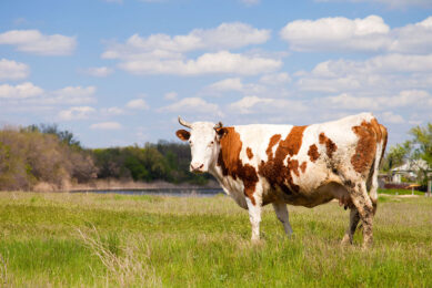 The rising dependence on Chinese feed additives suppliers should be seen as a matter of concern. Photo: Canva