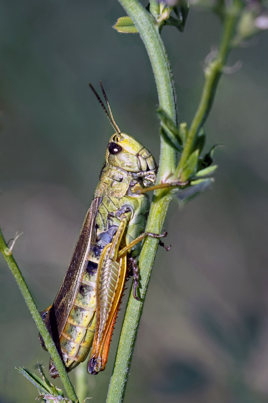 Grasshoppers are rich in crude protein, fat, and fiber and can function as a fishmeal alternative in broiler diets. Photo: Canva