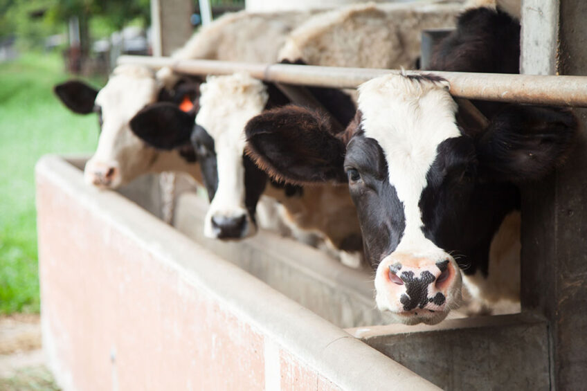 The 2 sectors slightly bucking the trend are the dairy and beef sectors. Dairy compounds and blends are up marginally on the season in data to January and marginal growth (+0.3%) is anticipated this year. Photo: Canva