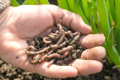 The protein content of earthworms ranges from about 30% to more than 70% DM depending on the substrate used, i.e. protein content is higher for worms raised on pig manure than for those raised on poultry manure. Photo: Canva