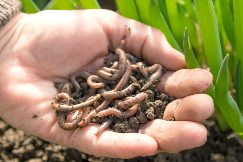 The protein content of earthworms ranges from about 30% to more than 70% DM depending on the substrate used, i.e. protein content is higher for worms raised on pig manure than for those raised on poultry manure. Photo: Canva