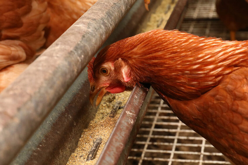 Supplementing poultry diet with black soldier fly larvae meal improves gut morphology and increases nutrient absorption. Photo: Henk Riswick