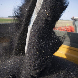 The European Union is importing much more rapeseed than in previous years. Photo: Mark Pasveer