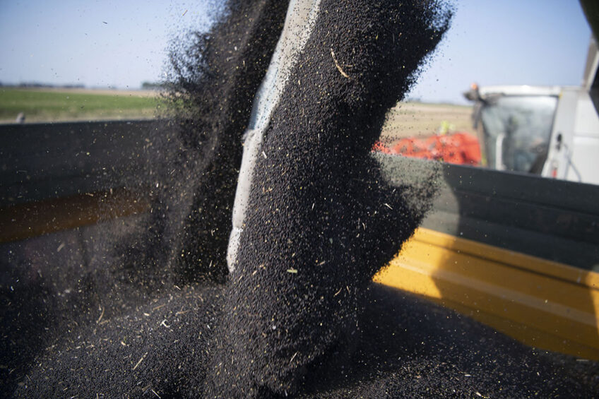 The European Union is importing much more rapeseed than in previous years. Photo: Mark Pasveer