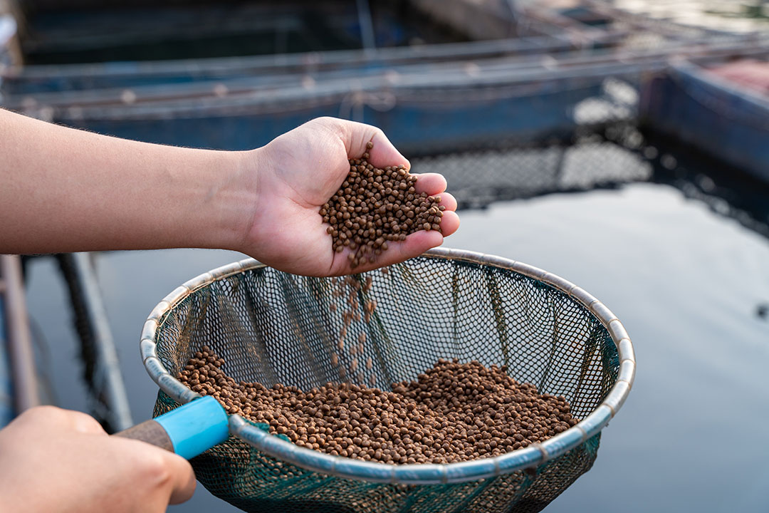 Fishmeal is the most expensive protein source and nearly 4-5 tonnes of whole fish are needed to produce 1 tonne of dry fishmeal. Photo: Shutterstock