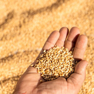 Turnaround on grain market: Prices rise