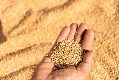 Turnaround on grain market: Prices rise