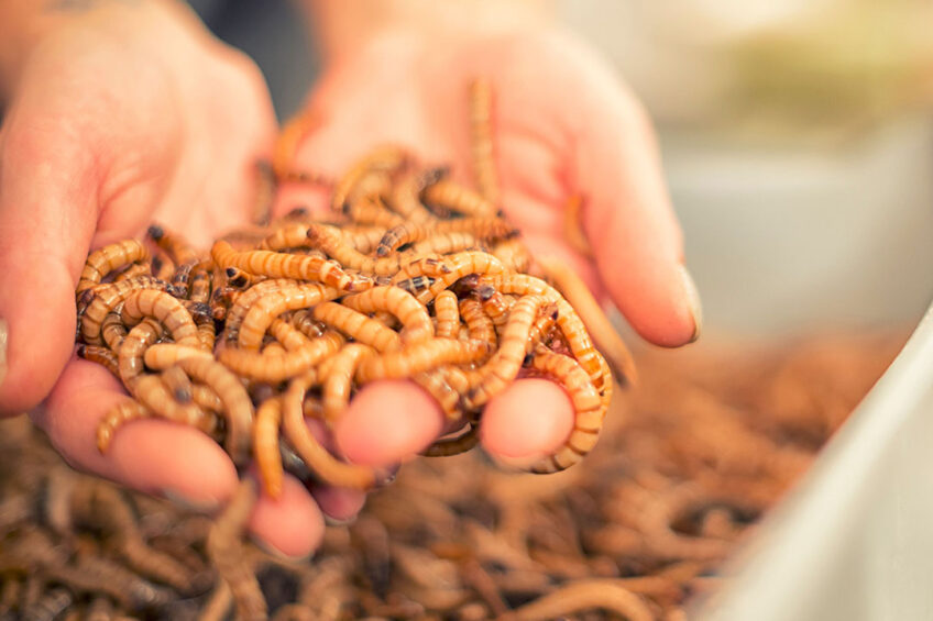 Zophobas morio is a species of darkling beetle, whose larvae are known by the common name superworm or kingworm. Photo: Canva