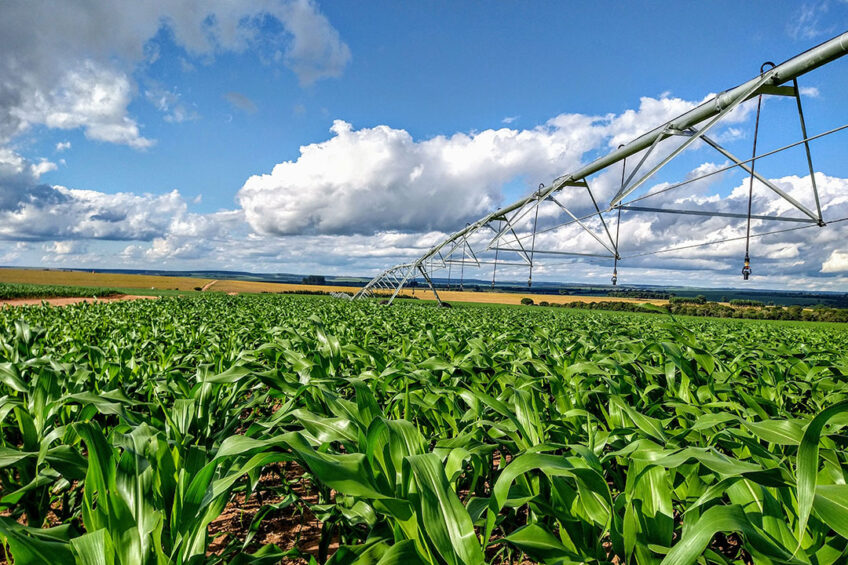 Brazil's National Supply Company, Conab, forecasts an increase in both area and production of corn. Photo: Canva