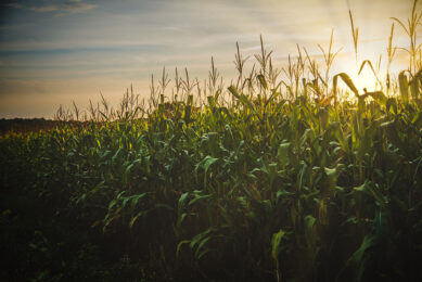 The regulation and use of GMO crops in feed remains controversial in some jurisdictions and the issue continues to evolve around the globe. Photo: Canva